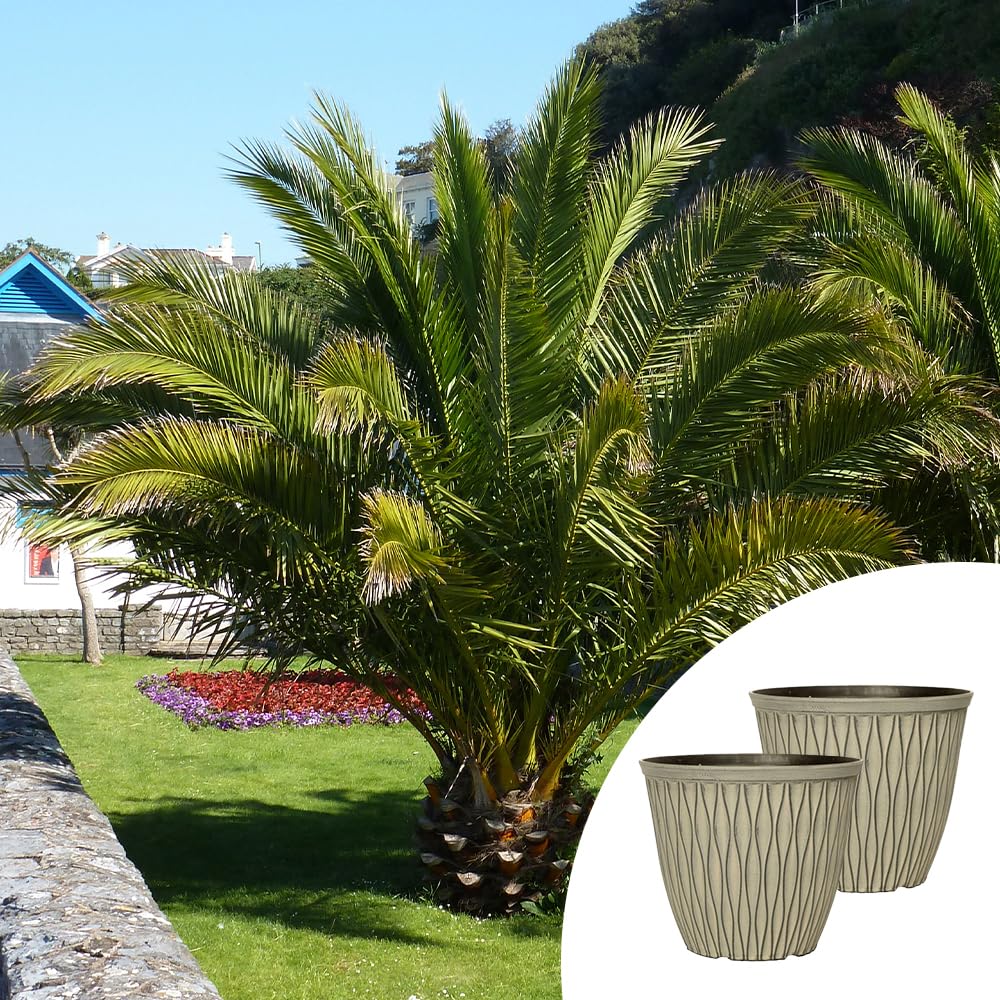 Yougarden Green Phoenix Palm Trees, Pair Of Established Trees In 14Cm Pots, 55-75Cm Tall, With Two Ebony Grey Laval Planters, Ready To Plant