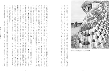 なんかよく分からないフクロウ なんかよく分からないフクロウ ふくろう(11104)（高さ26cm） の通販