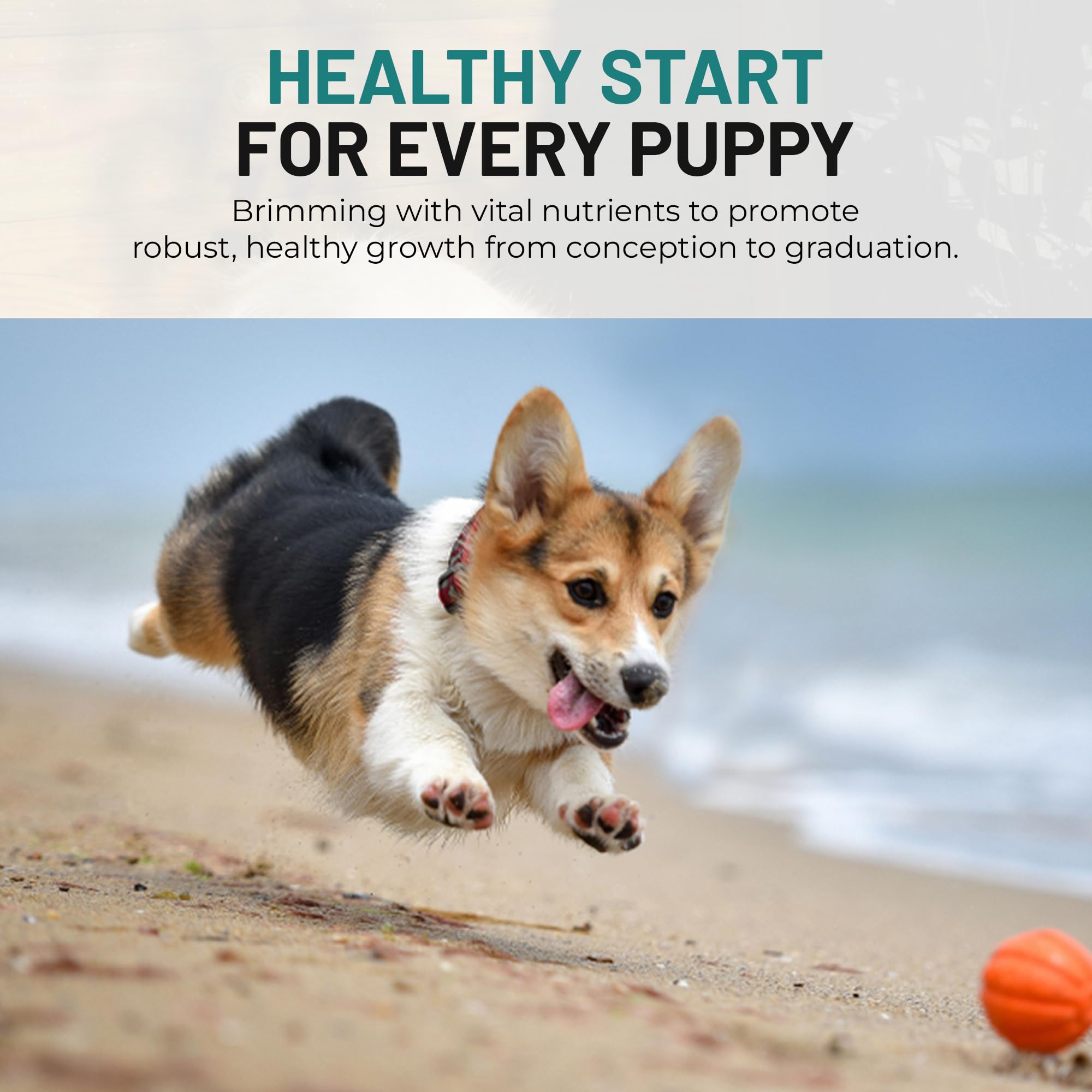 Dog Prenatal Multivitamin - Chicken - 120 Soft Chews — Amazon image 5