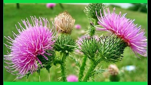 Miniatura 9 de CEMEHA SEEDS Herb Holy Thistle Milk Mary Silybum Marianum Medicinal Anual Non-GMO