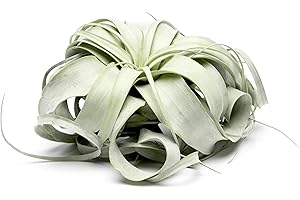 Tillandsia Xerographica Air Plants, Exotic Indoor Succulents, Tillandsia Live Plants, Large Air...