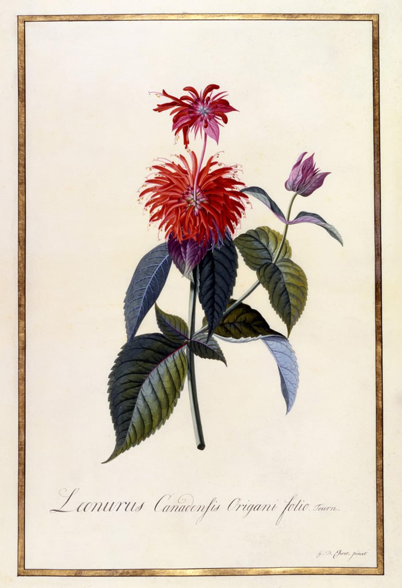 POSTERIIk Famous Modern Artwork Art Mural Oswego Tea Plant by Georg Dionysius Ehret Oil Paintings Pictures for Home Decor 60x90cm