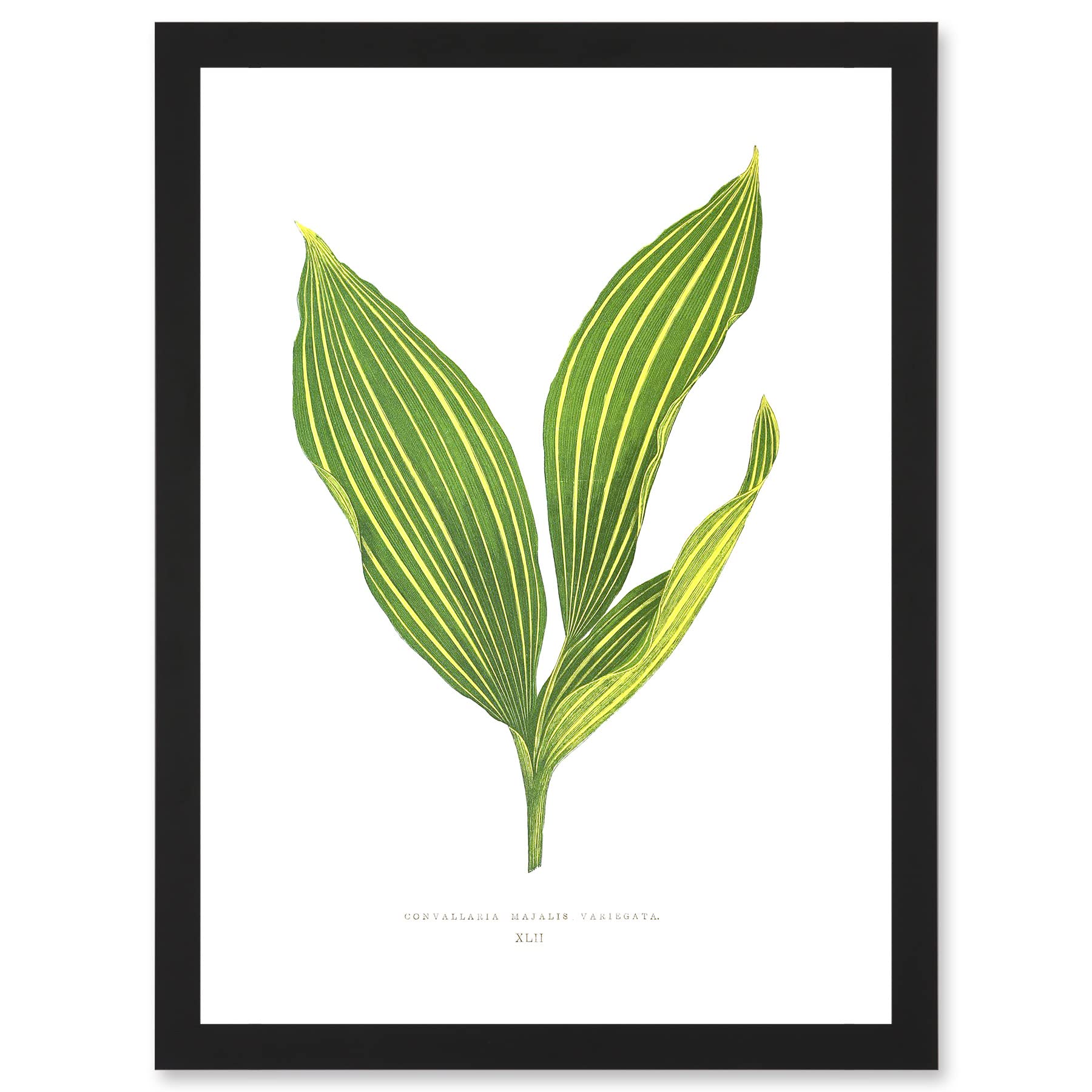 Wee Blue Coo Leaf Convallaria Majalis Variegata Lilly of the Valley Artwork Framed Wall Art Print A4