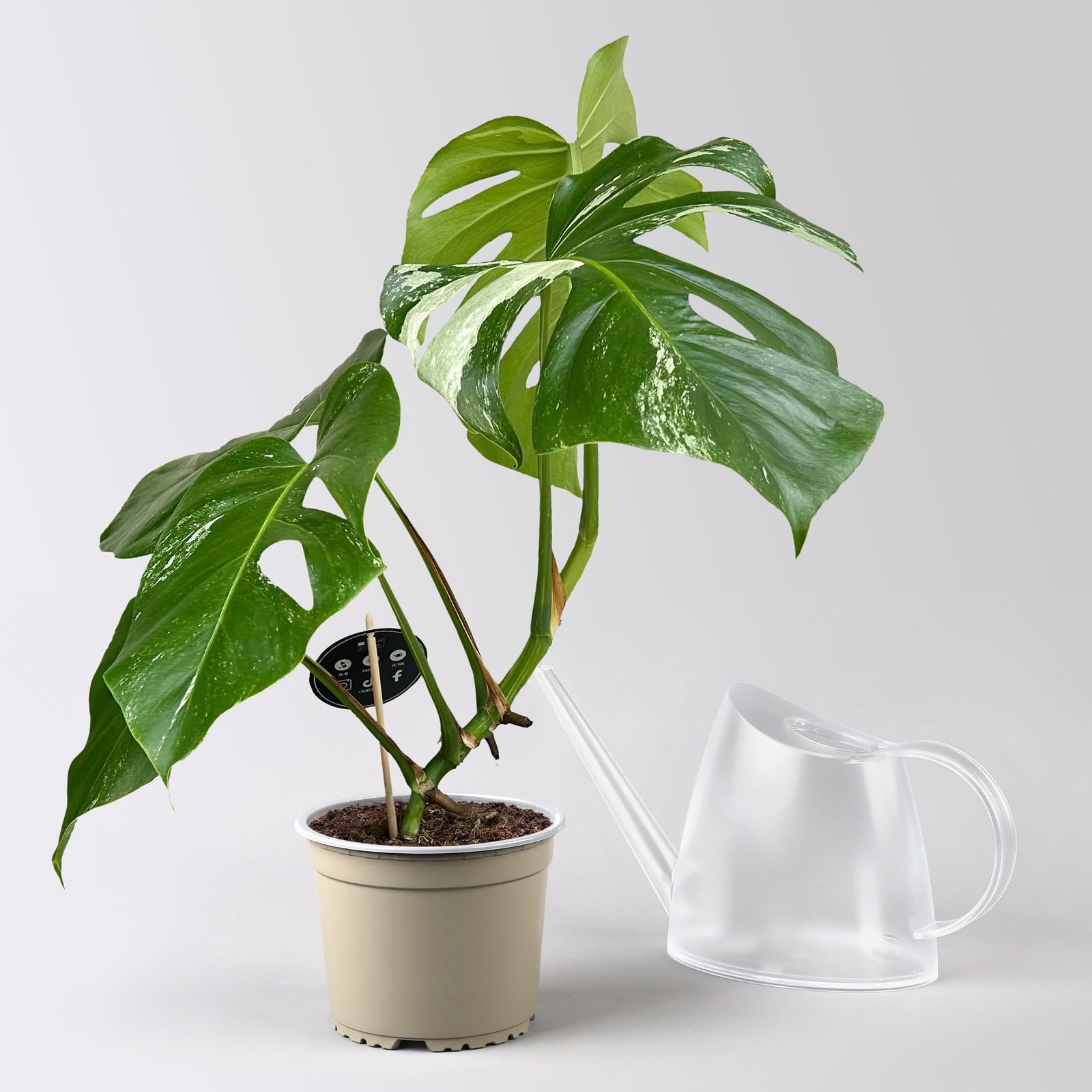 philodendron new red Philodendron red emerald – Adplants main image 0