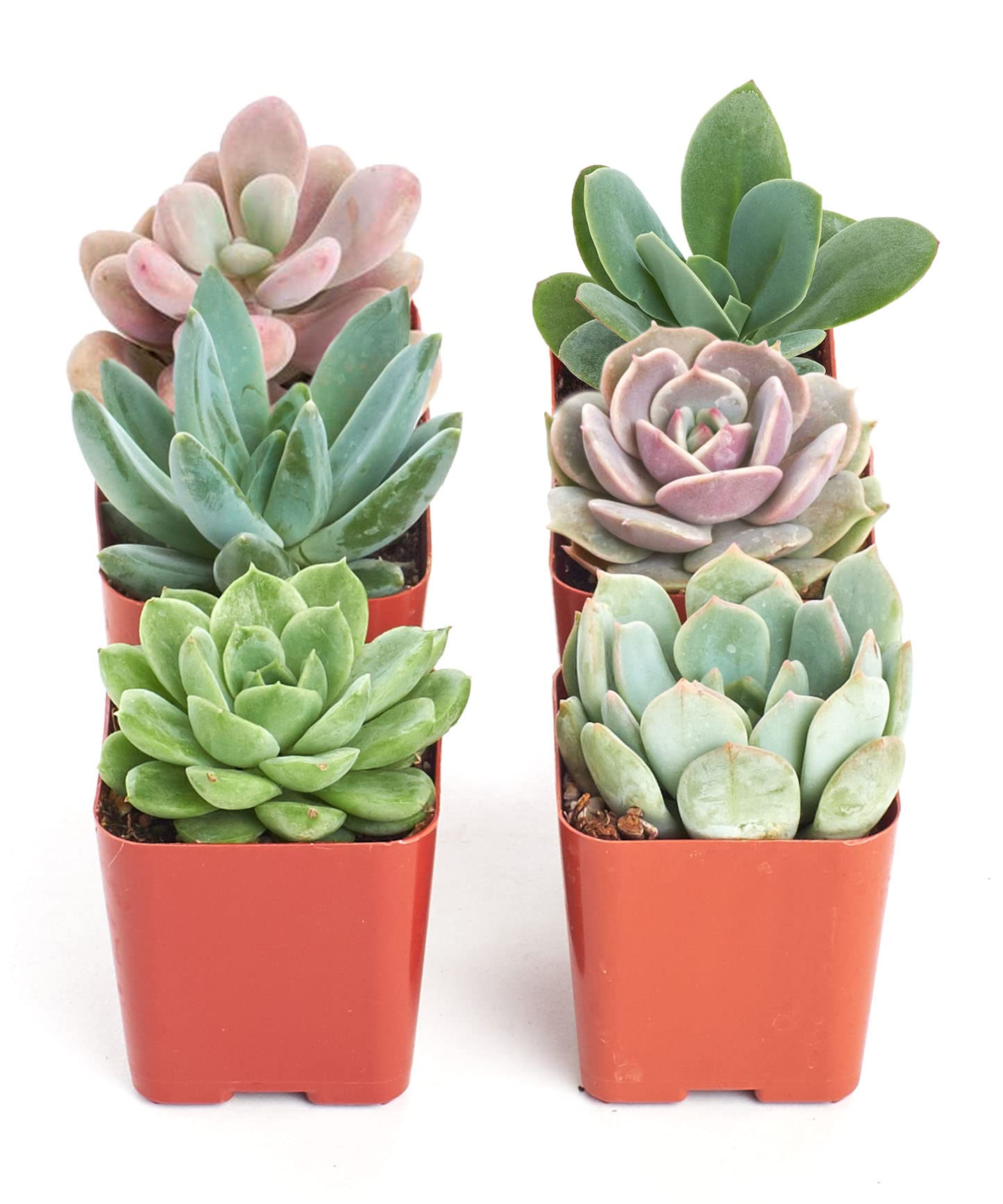 mini succulents home depot Succulents Depot Monthly Subscription Box with Free Plants