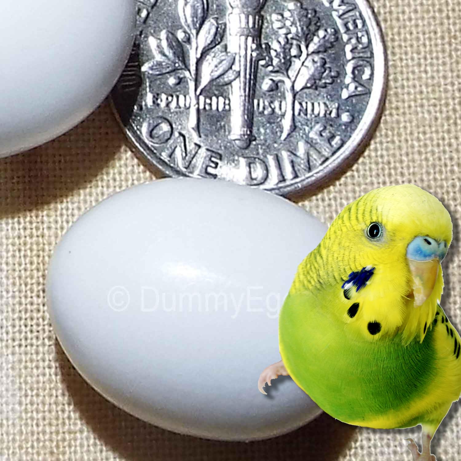 Dia Dove DE Brand USA - Huevos falsos de plástico sólido, 7 huevos falsos de periquito, loro, Dia Dove DE Brand USA