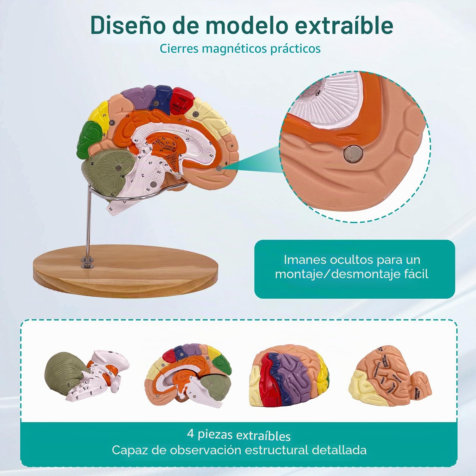 Modelo Anatómico del Cerebro Humano, Modelo de Cerebro 2X Ampliado en PVC, Cerebro Maqueta Médico, Desmontable en 4 Partes, para Enseñanza Formación Presentación Neurociencia Escuelas Hospitales
