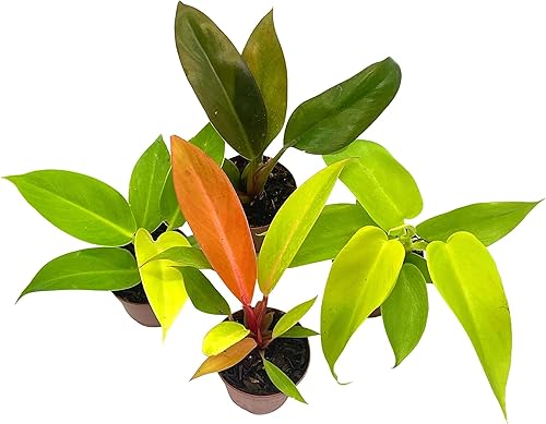 BubbleBlooms Philodendron Surtido Set, macetas de 2 pulgadas, 4 diferentes plantas de casa imperiales Philo
