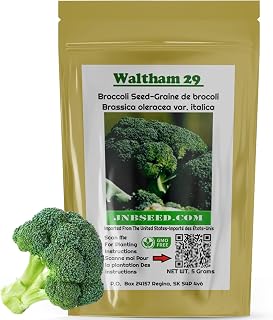 Waltham 29 Broccoli Seeds for Planting (Approx. 1200 Seeds-5 Grams) Heirloom Microgreens Heirloom Salad Garnishes Vegetable Gardening