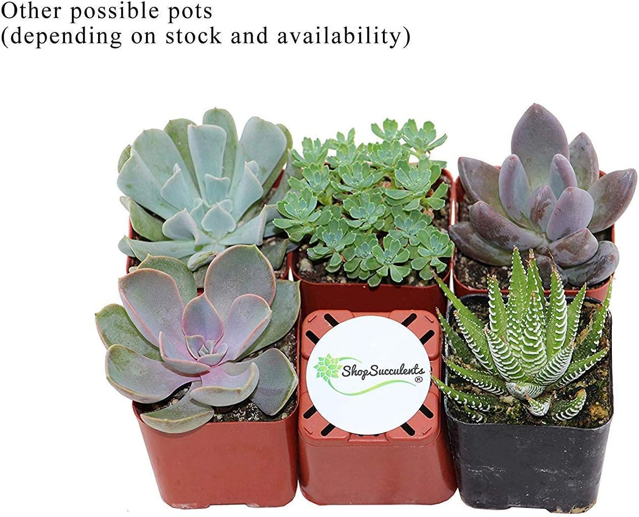 Shop Succulents | Unique Gift Collection | Assorted Live Succulent Plants, Hand Selected Variety Pack of Mini Succulents | Collection of 5