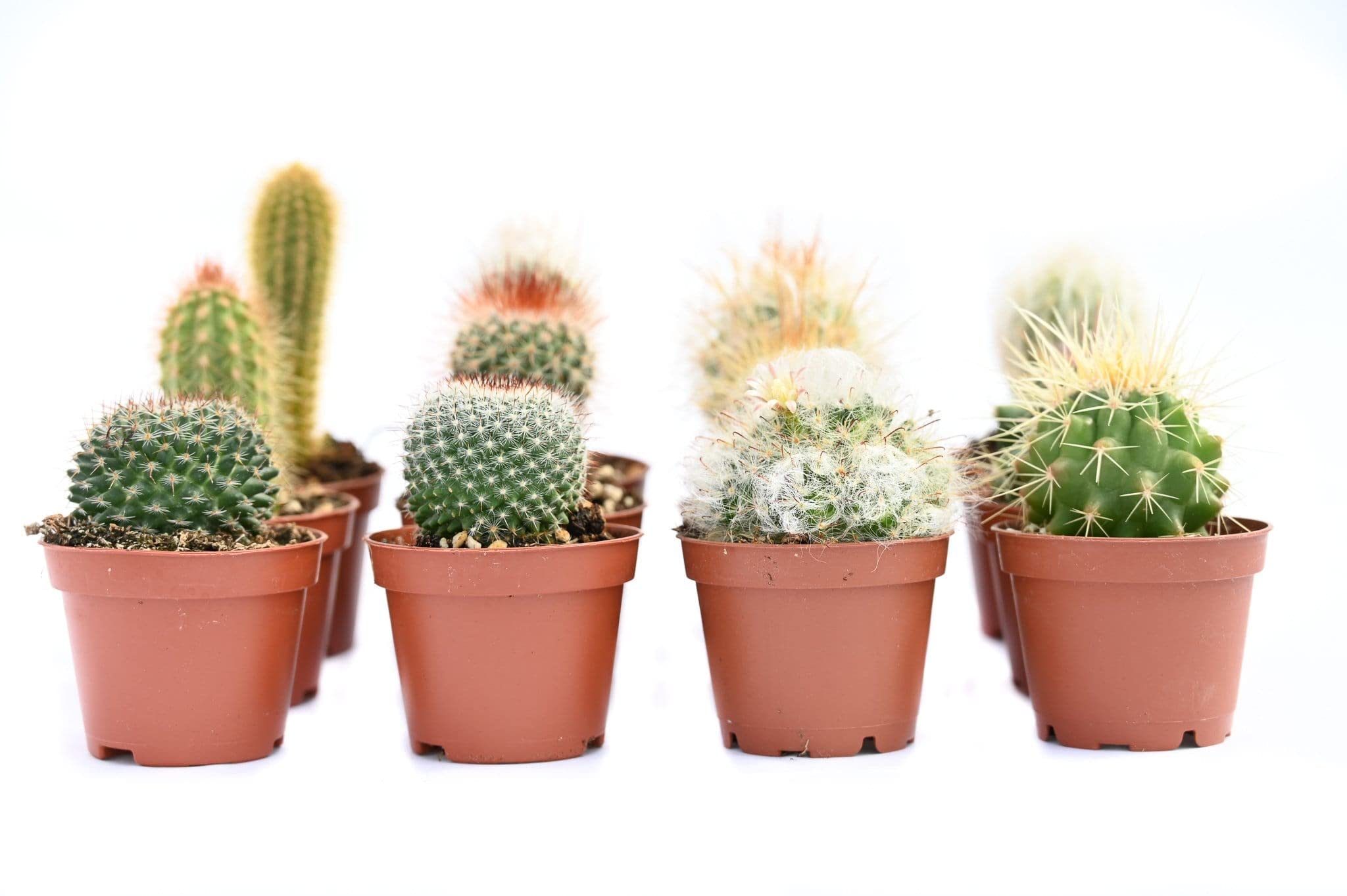 Cactus Plants Live – Small Assorted 2-Inch Cactus Plants – Fully Rooted Potted Cactus Plants – Live Cactus Plant Set (): 12