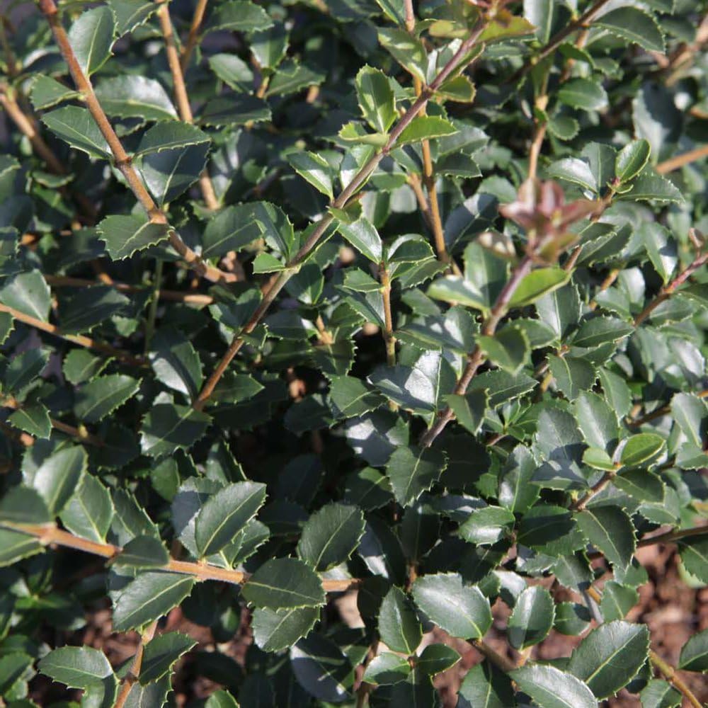 Osmanthus delavayi – Evergreen Shrub with Fragrant White Flowers, Hardy Specimen for Hedges, Year-Round Interest, RHS AGM Winner - 1x 3 Litre Potted Plant by Thompson & Morgan