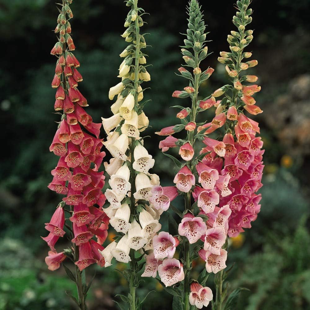 Pack x6 Dwarf Foxglove Digitalis 'Foxy Mixed' Cottage Garden Plug ...