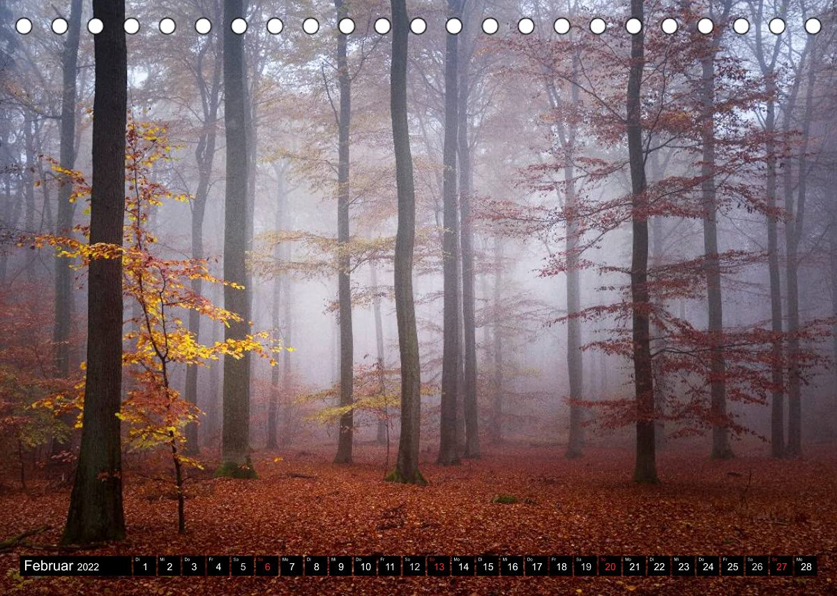 Zauberhafter Sachsenwald (Tischkalender 2022 DIN A5 quer): Impressionen aus dem Sachsenwald (Monatskalender, 14 Seiten ) (CALVENDO Natur)
