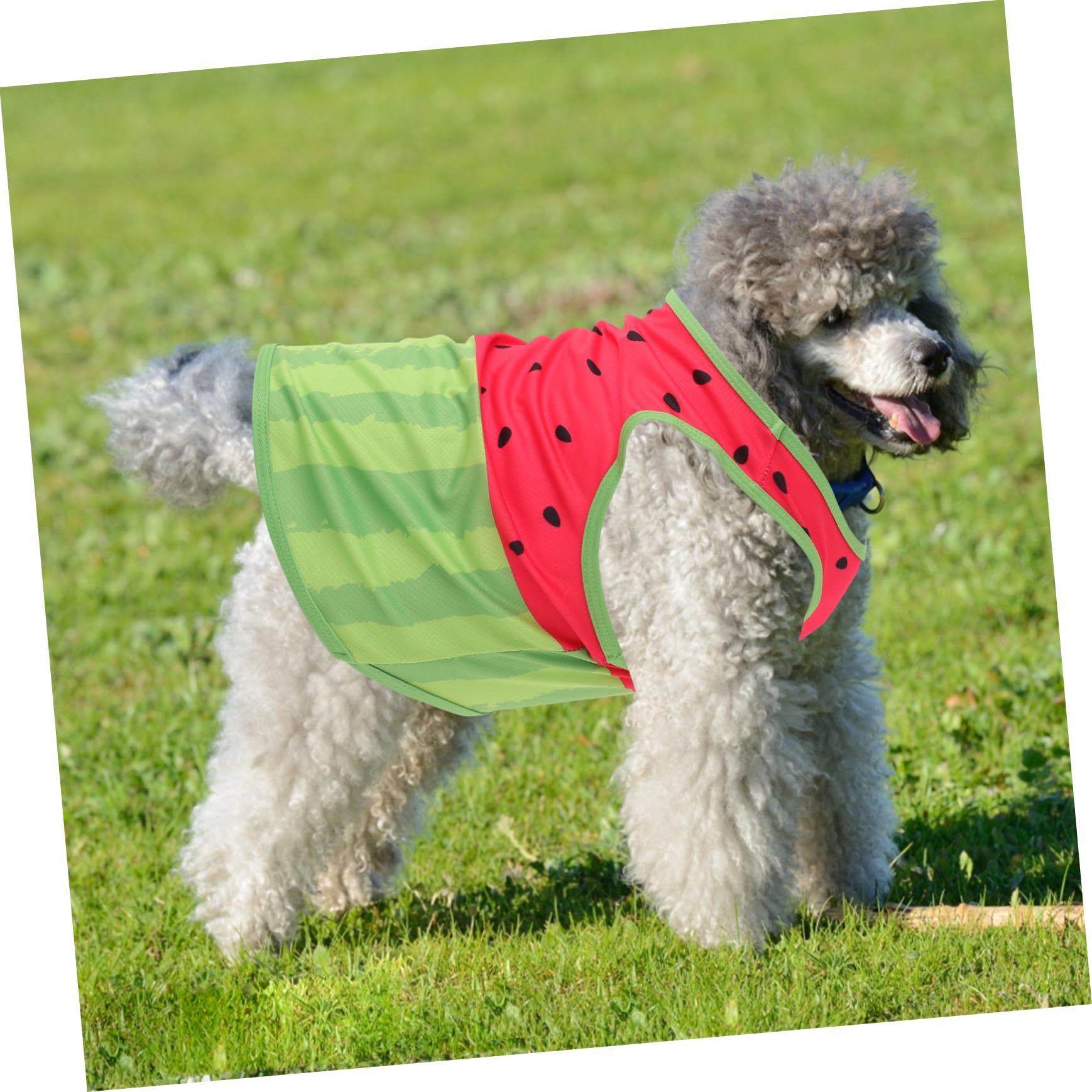 Gilet Rafraîchissant pour Chien Motif Pastèque, Taille L, Soie | Chiens, Fortes Chaleurs, Coupe Confortable, Facile à Enfiler Retirer, Style Adorable