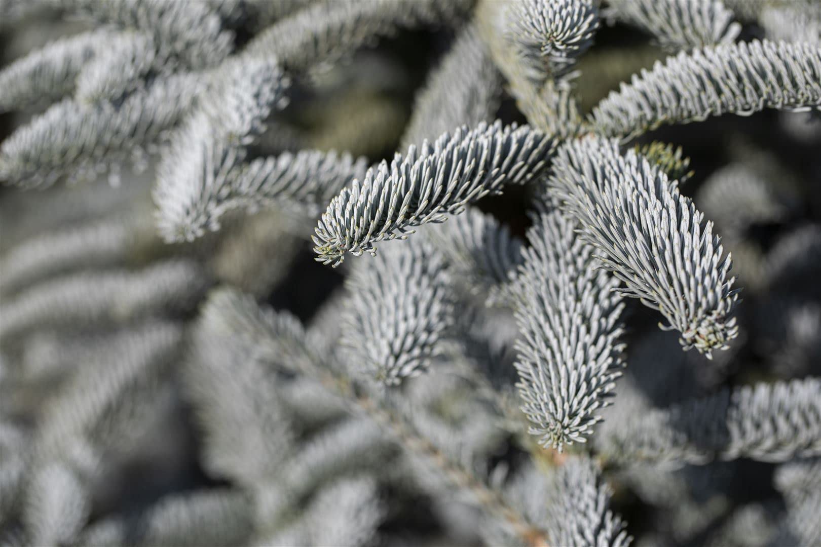 Abies procera 'Glauca' 25–30 cm – Winterhart, Immergrün, Pflegeleicht – Edeltanne – Weihnachtsbaum für Garten & Kübel