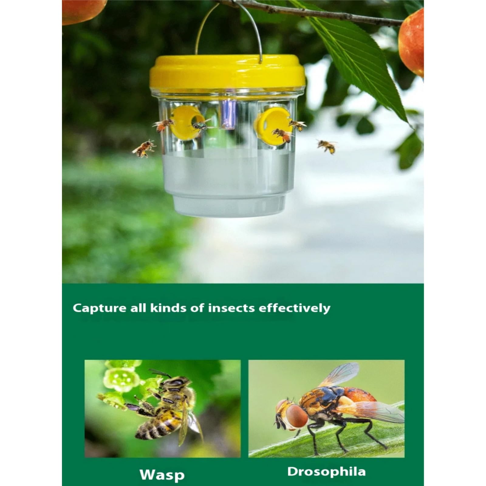 Jabeprode : Un Apiculteur Breton Invente Un Piège à Frelon Asiatique Et Gagne La