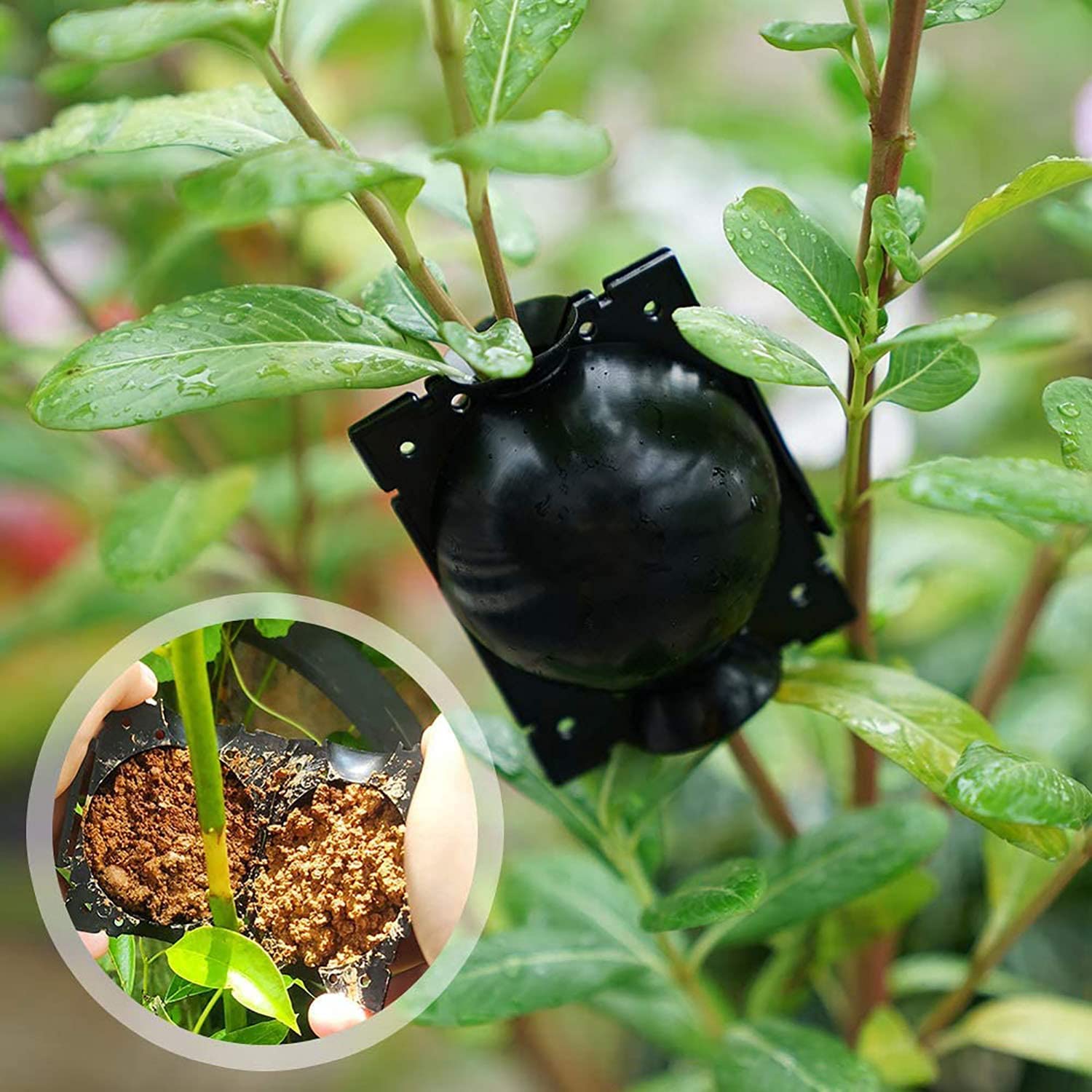 15 Pezzi Propagatori Alta Pressione, Scatola Radicamento Piante Riutilizzabile Dispositivo Innesto a Sfera Propagazione Scatola Radici Piante Giardino Assistita (L+M+S, Nero)