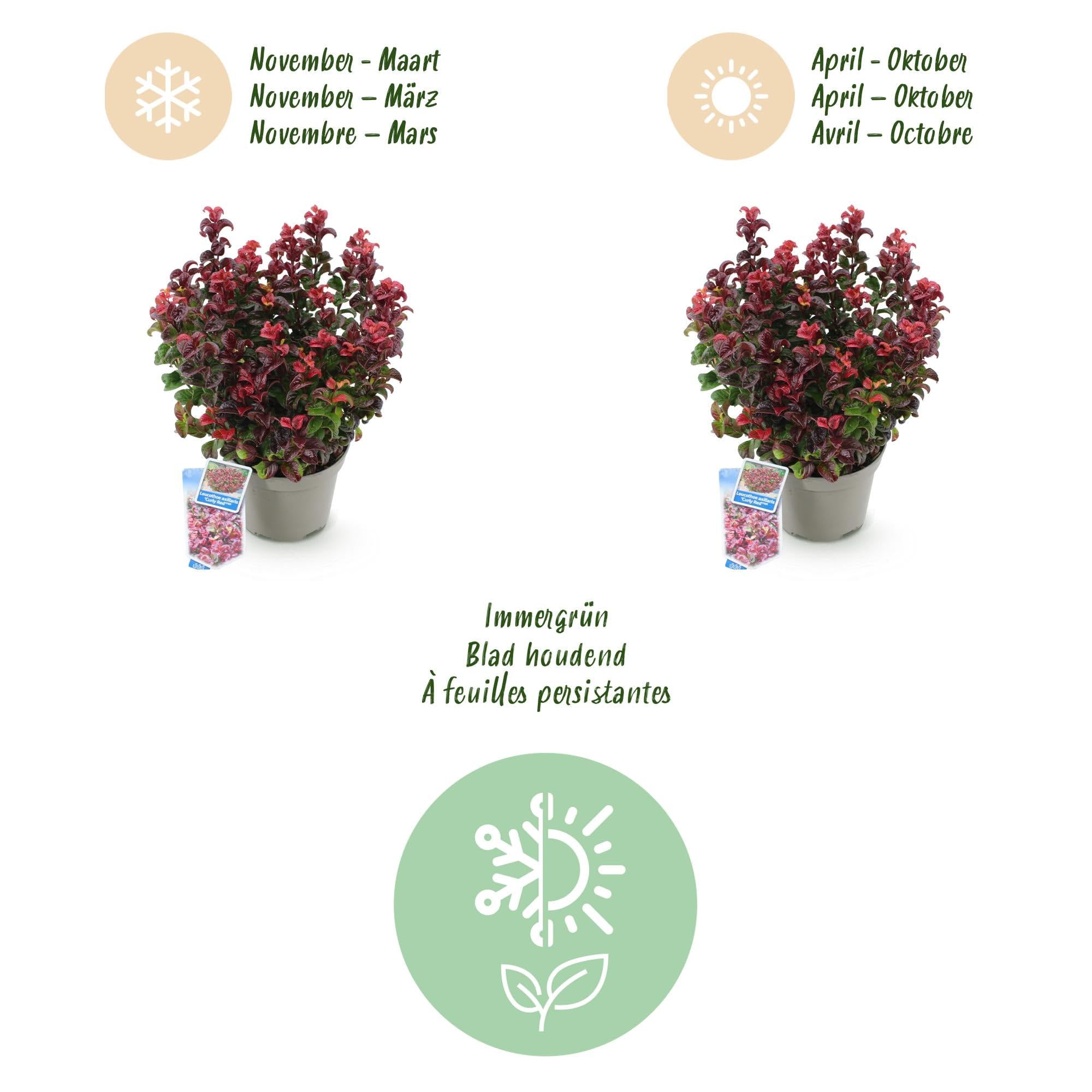 GreenboutiQ - Plante de jardin - Leucothoe Curly Red - Rouge - 2 Plantes - Persistant - Peu d'entretien - Pot 17cm Hauteur 35-45cm