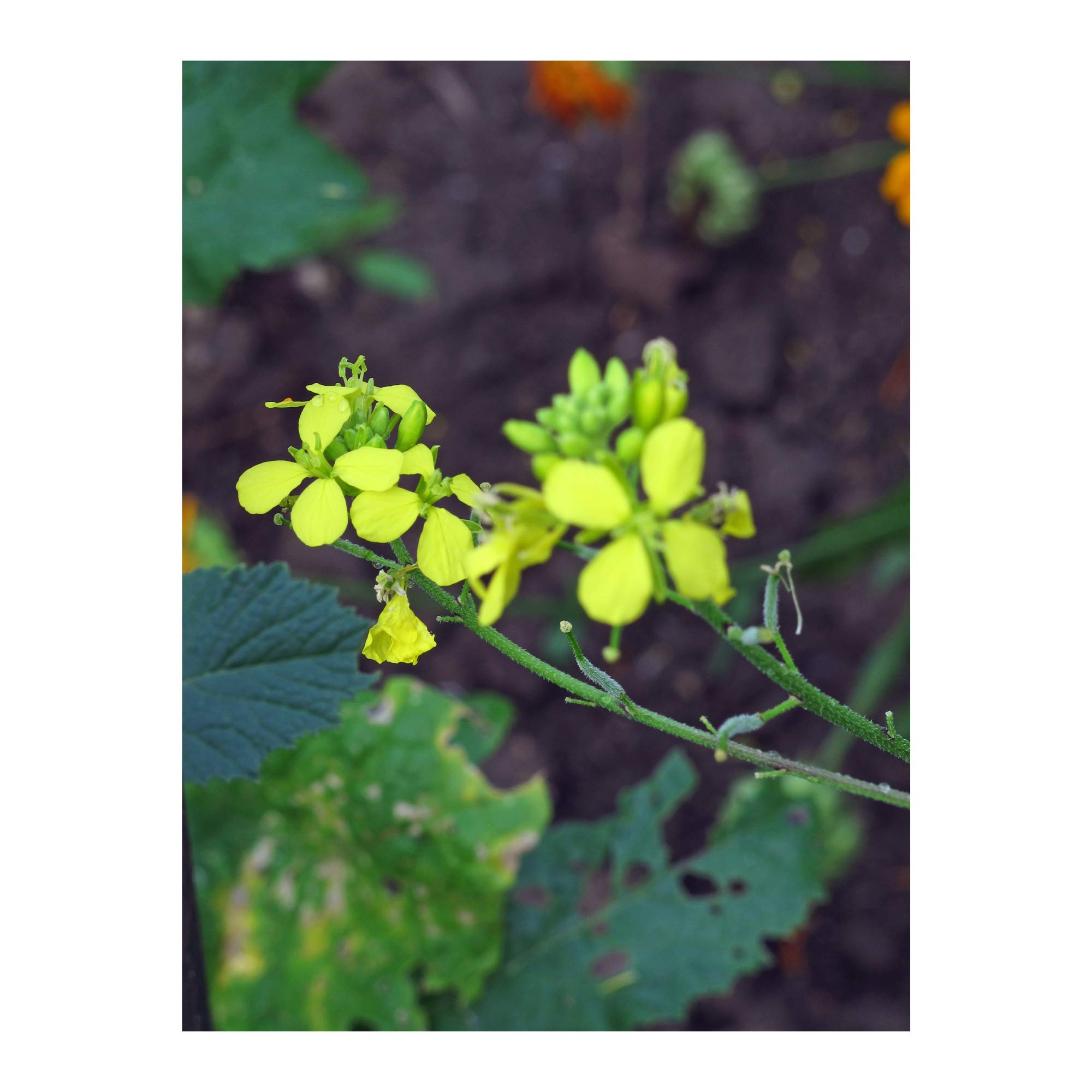 Senape nera Brassica nigra Crucifera Brassicaceae Foto stock