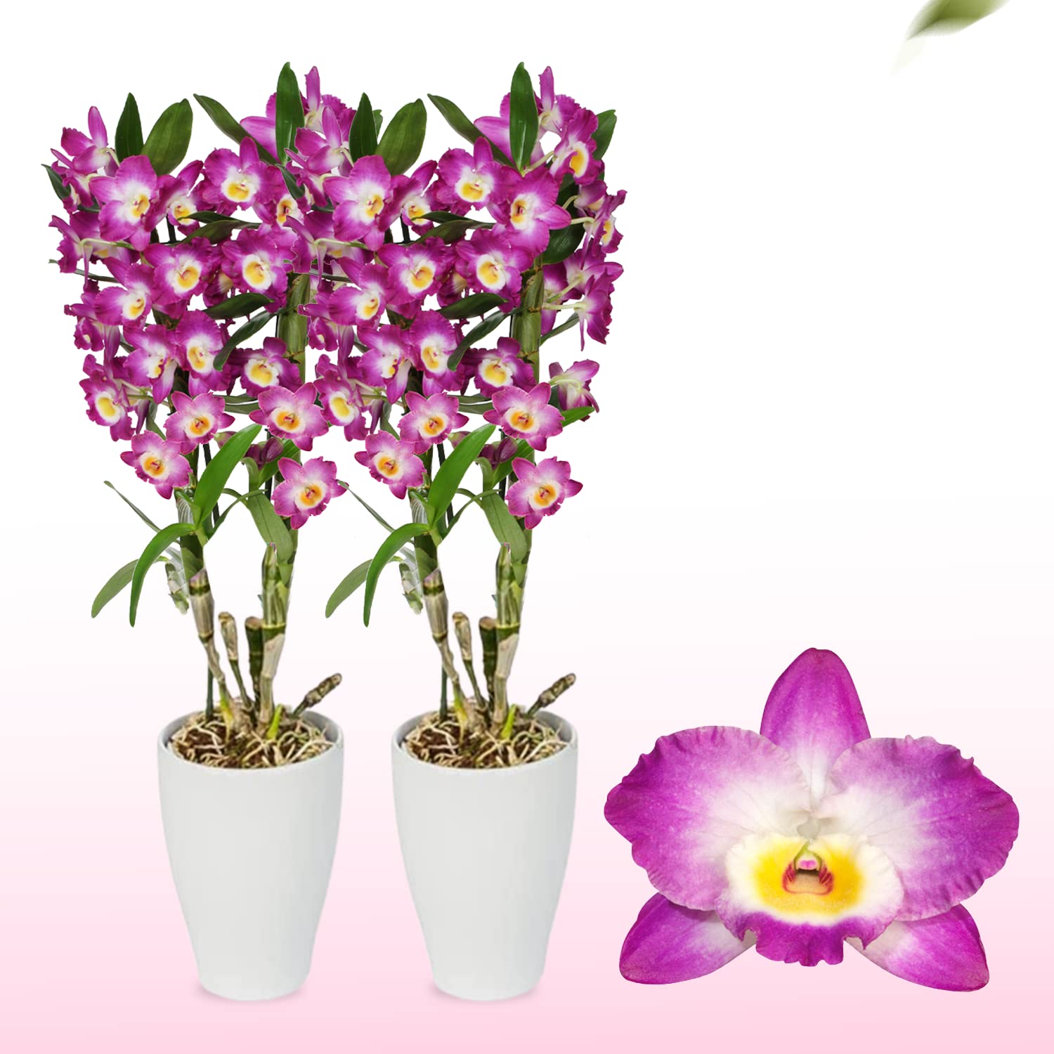 Orchideen Echte Pflanzen - Bambus Dendrobium Nobile Purple Passion