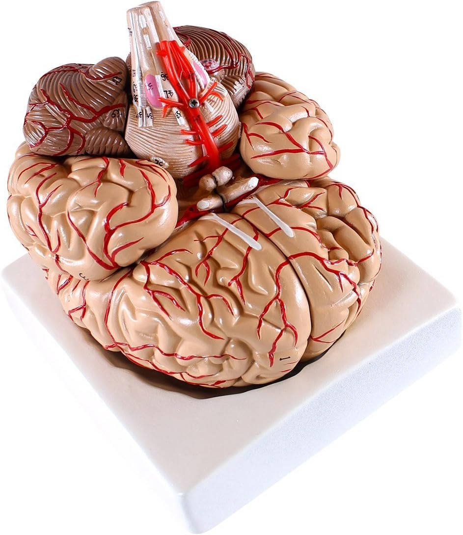 Cranstein E-414 Medical Anatomical Brain Model, with Arteries, 9 Parts, Life Size