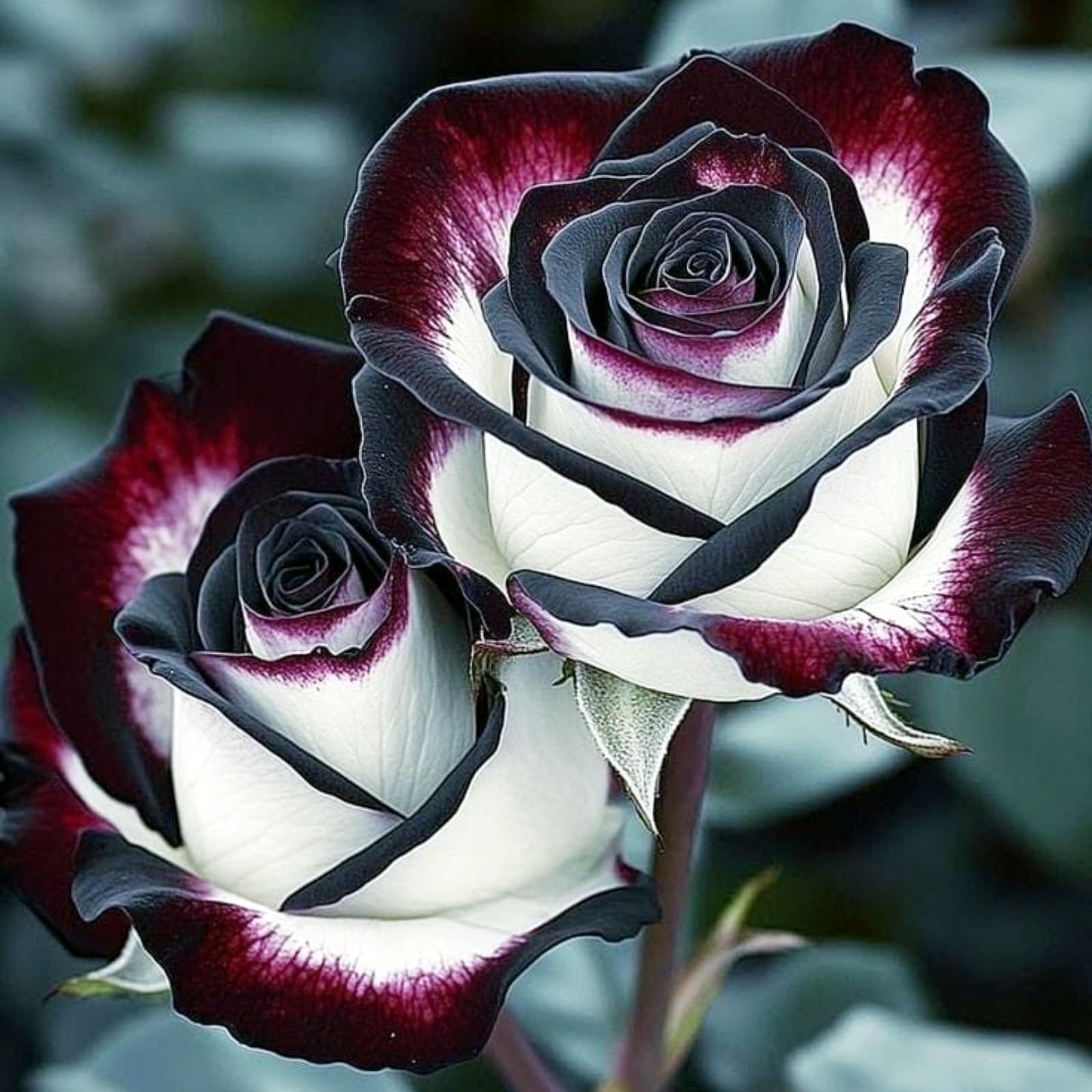 Excellent Rose Rhizome, Hardy Perennial, Garden Decoration, No Watering Required, Professional Planting, Suitable for Spring and Autumn-5 Rhizome-D โ image 1