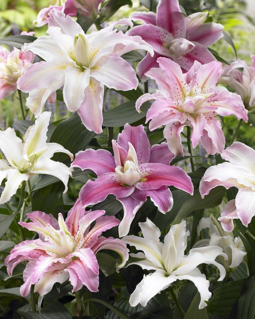 Bloomsz Double Flowering Fragrant Cut Rose-Lily Bulbs Blend Plant (6 Pack)