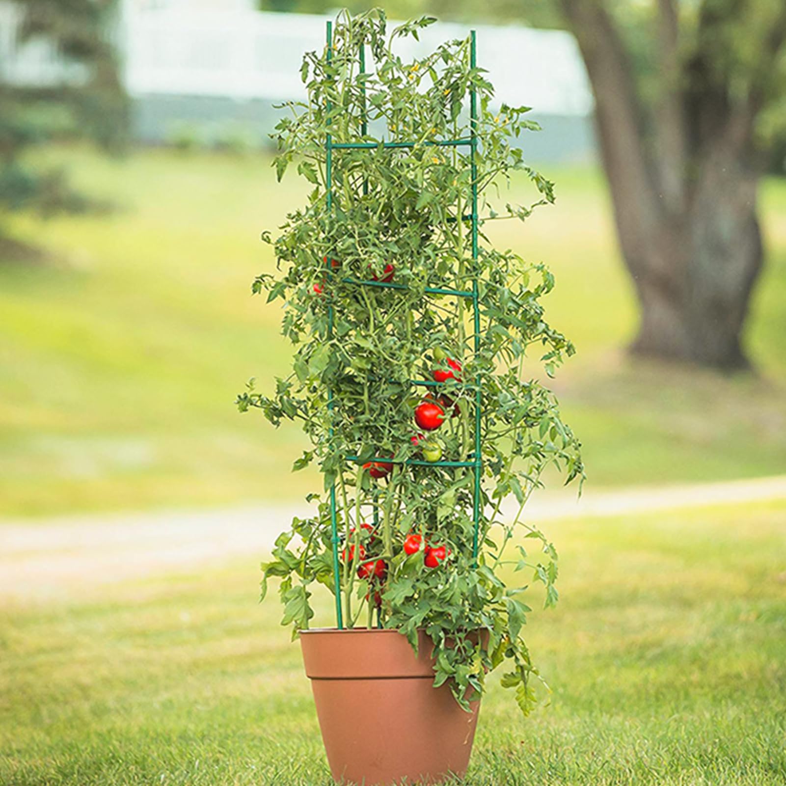 Aiuto per pomodori, cetrioli, traliccio, altezza regolabile | FindTheDeal
