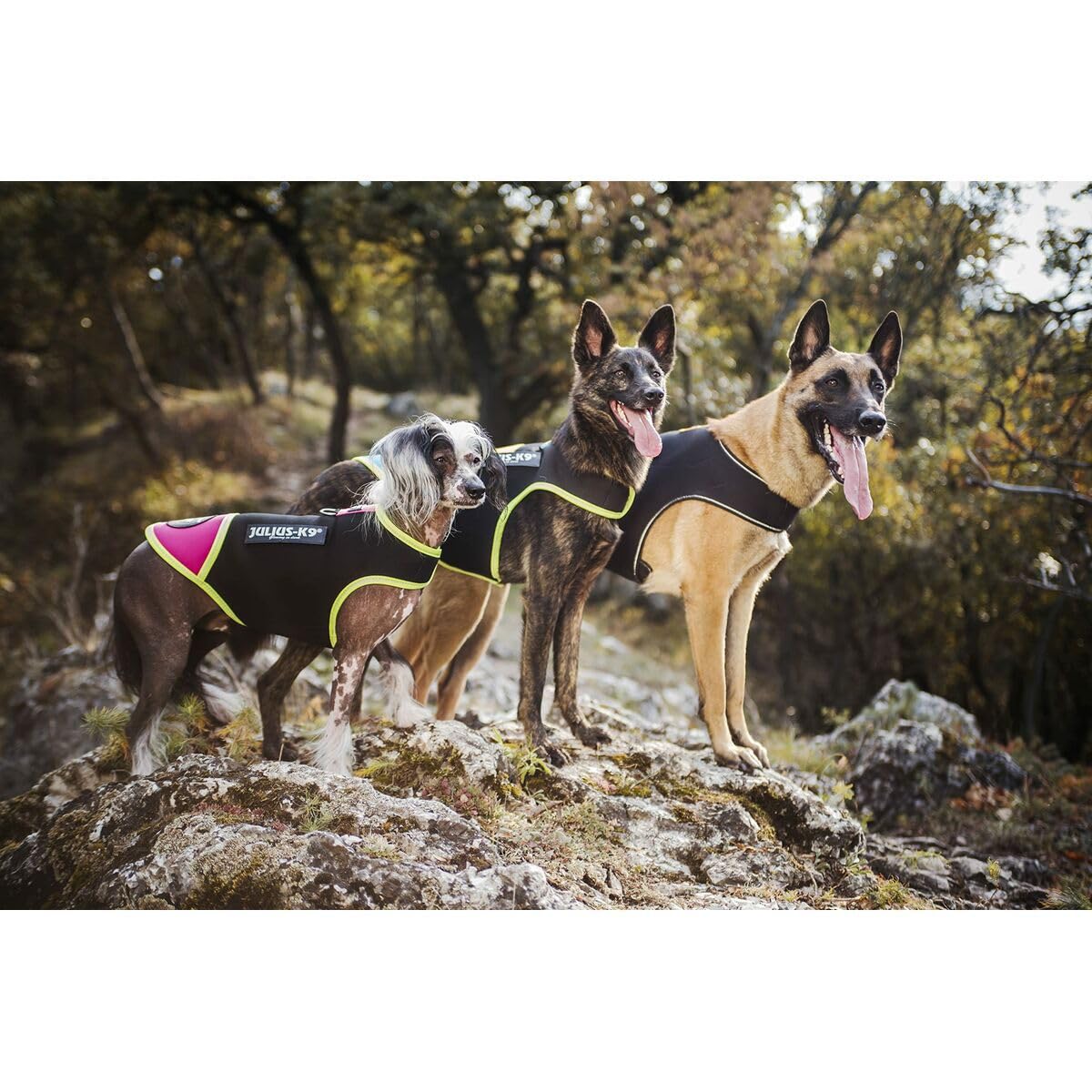Julius-K9 IDC neoprenowa kurtka dla psa, rozmiar: XL, czarna i żółta