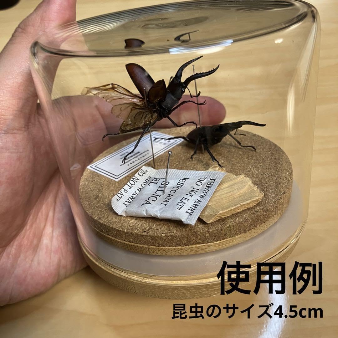 昆虫標本ケース 木製 ガラス小物入れ 切手 宝石 展示 多機能標本ケース