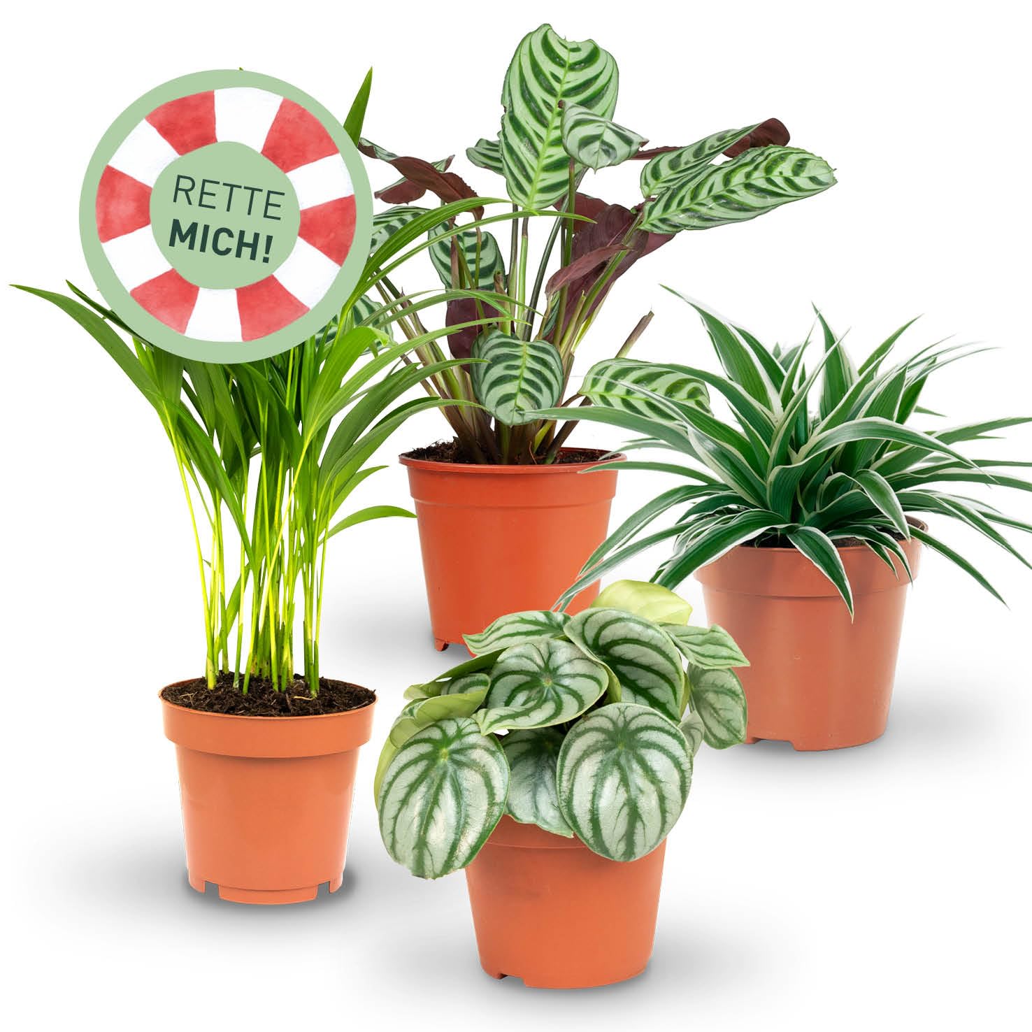 Rette mich: Zimmerpflanzen 4er Set, Retten statt wegwerfen,  berraschungs-Set mit 4 Pflanzen,  10-12 cm Topf : Amazon.de: Garten