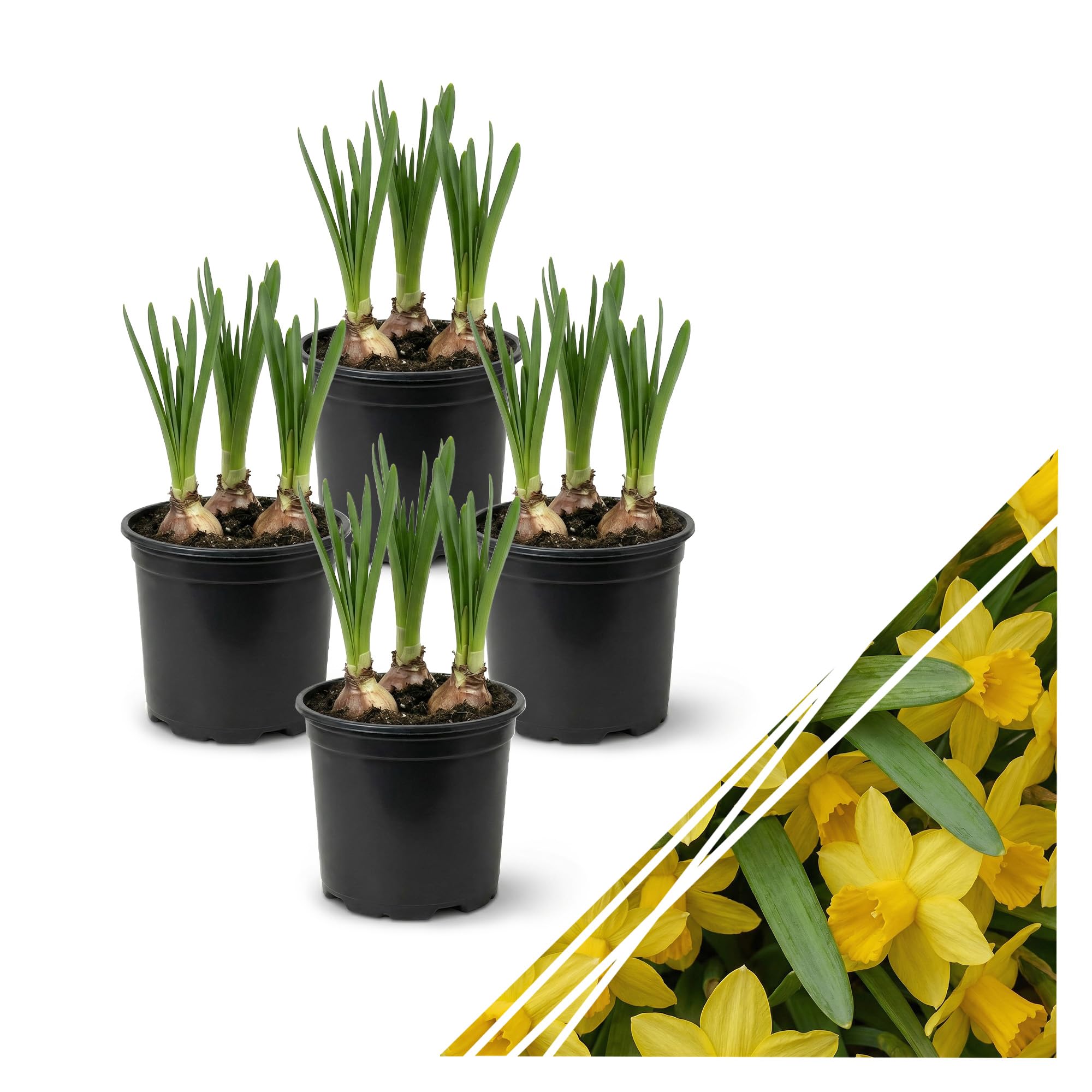 Live Flowering Daffodil (4 Per Pack) - Yellow, Beautiful Spring Bulbs, Ships Dormant in 1 Pint Pot, Blooms in 2-3 Weeks