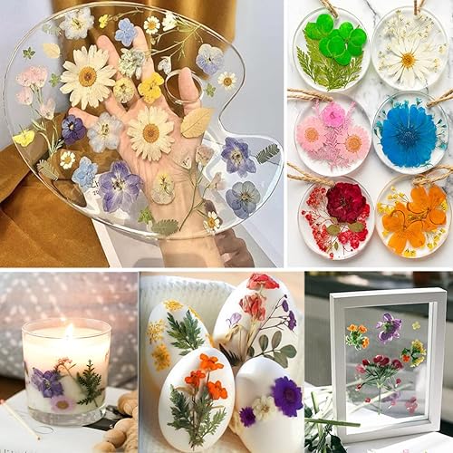 Miniatura 9 de YouthBro - 37 flores prensadas secas negras para moldes de resina, flores prensadas naturales reales para manualidades, fabricación de velas,