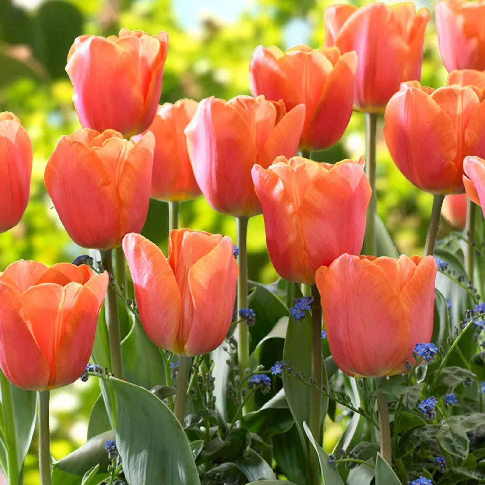 Carbeth Plants 10 x Tulip Charade Spring Bulbs โ image 1