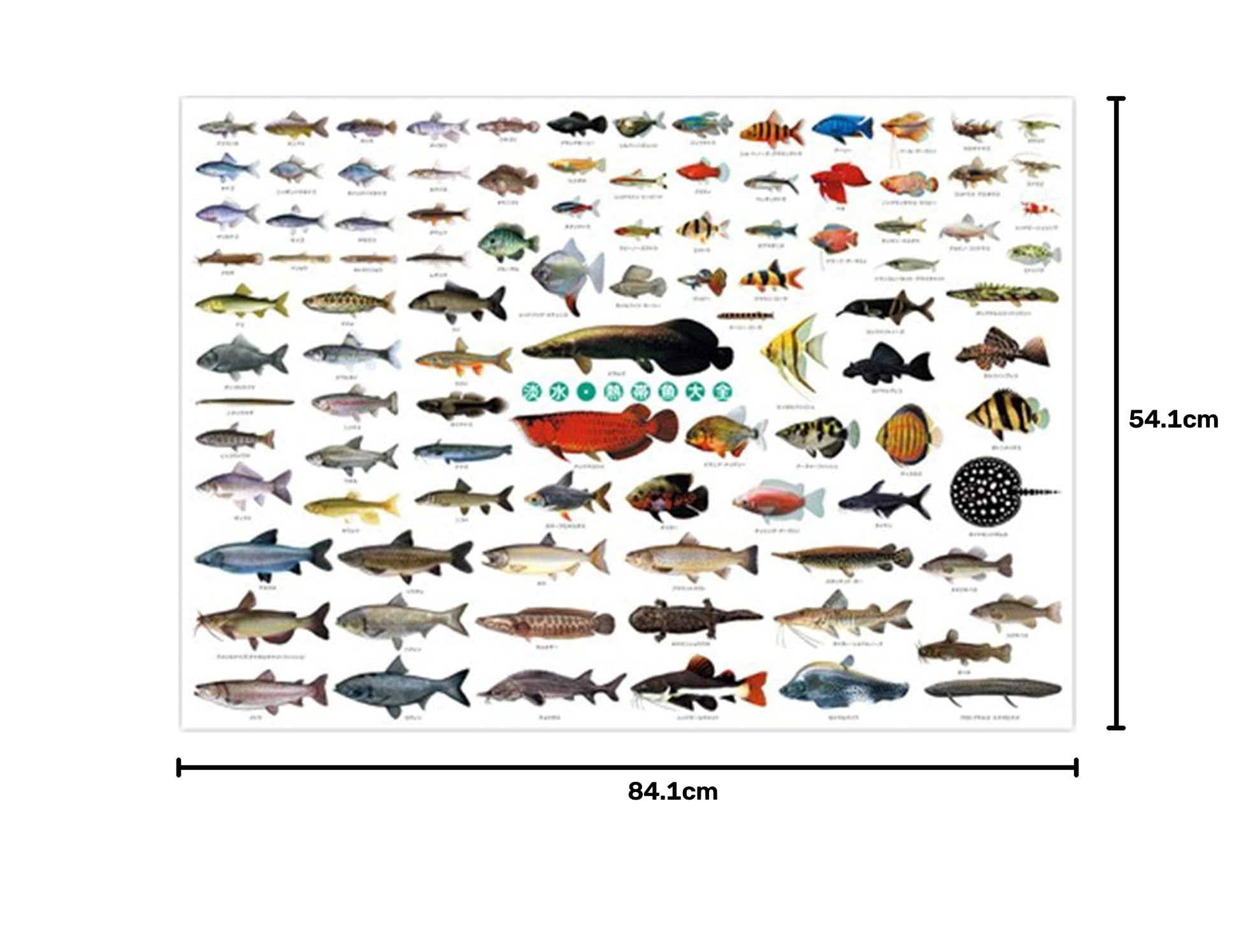 Amazon.co.jp: 淡水魚 熱帯魚 ポスター 特大サイズ 淡水・熱帯魚大全