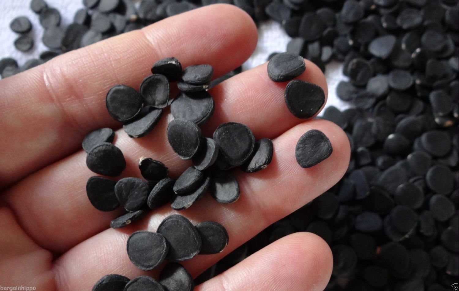 25 Healthy Joshua Tree Seeds, Yucca Brevifolia Palm, Cold Hardy Baccata Var.