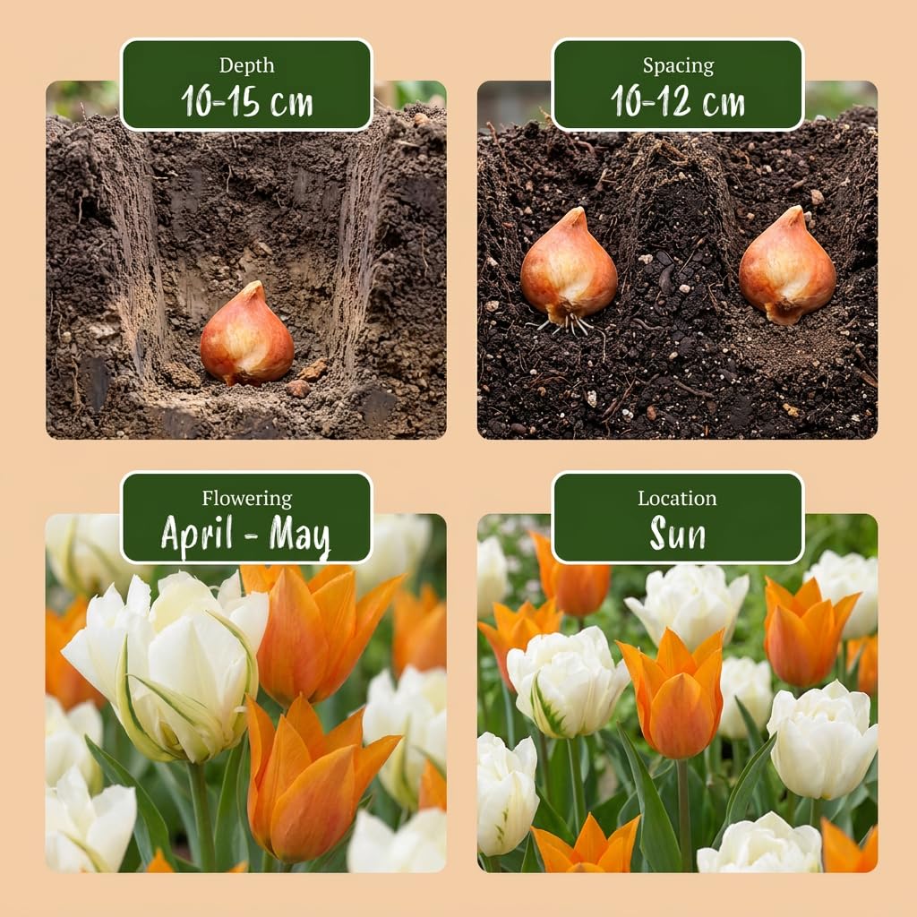 Green boutiQ - 120x Tulipa Sunbath - Tulipe Sunbath - Jaune et Blanc - Floraison printanière - Calibre 11/12