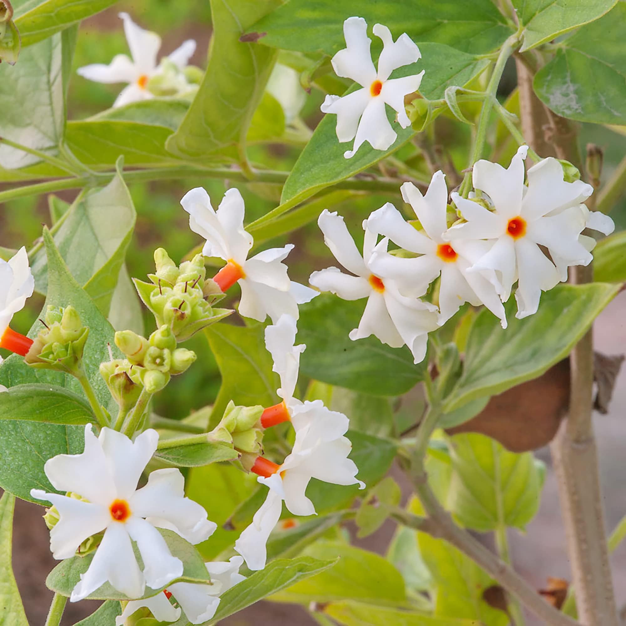 Night Flowering Jasmine Seeds Parijat Flower Fragrant Ornamental Garden Decorate Attracts Butterflies & Hummingbirds Beds Border Outdoor 10Pcs Flower Seeds by YEGAOL Garden