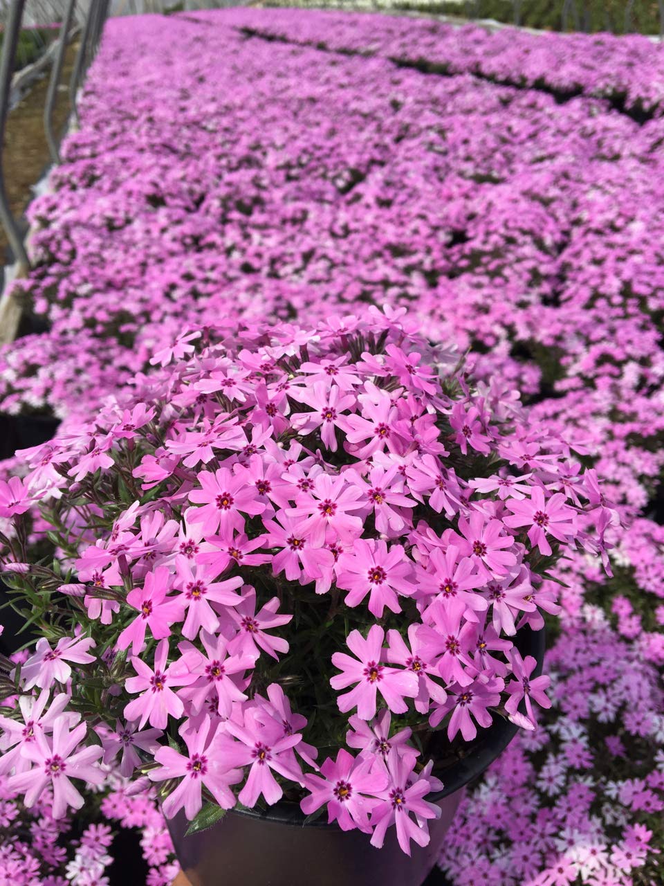 Phlox subulata 'Fort Hill'