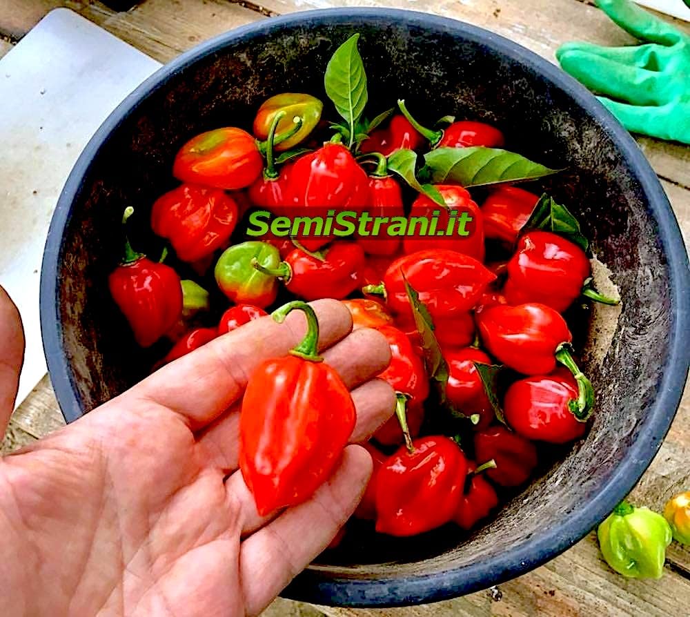 Collezione Semi Italiani 120 Semi Peperoncino In 12 Varietà Piccanti - Collezione Carolina Reaper, Habanero, Jalapeño 120 Semi Peperoncino 12 Varietà