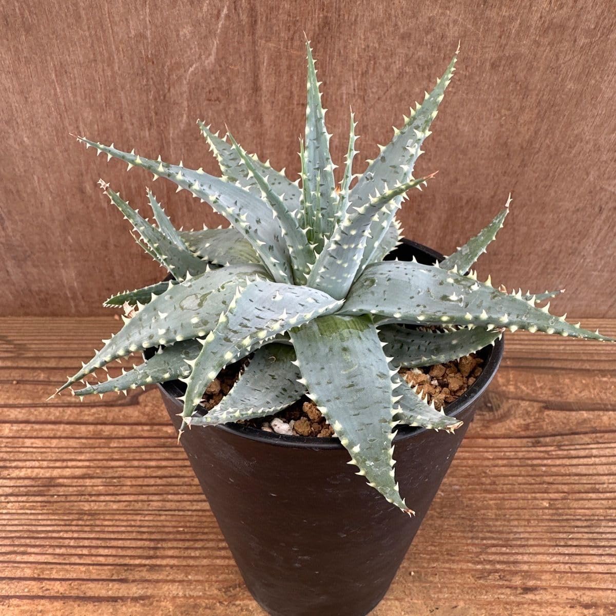 Amazon｜アロエ プラテンシス Aloe pratensis 雪娘 棘 観葉植物 植物