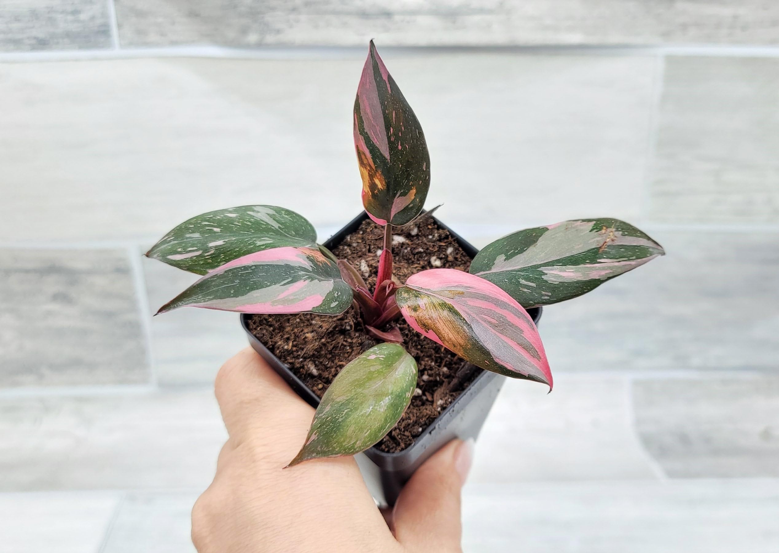 その他観葉植物 Philodendron Pink Princess Black Cherry il_fullxfull.6201563061_6aev.jpg