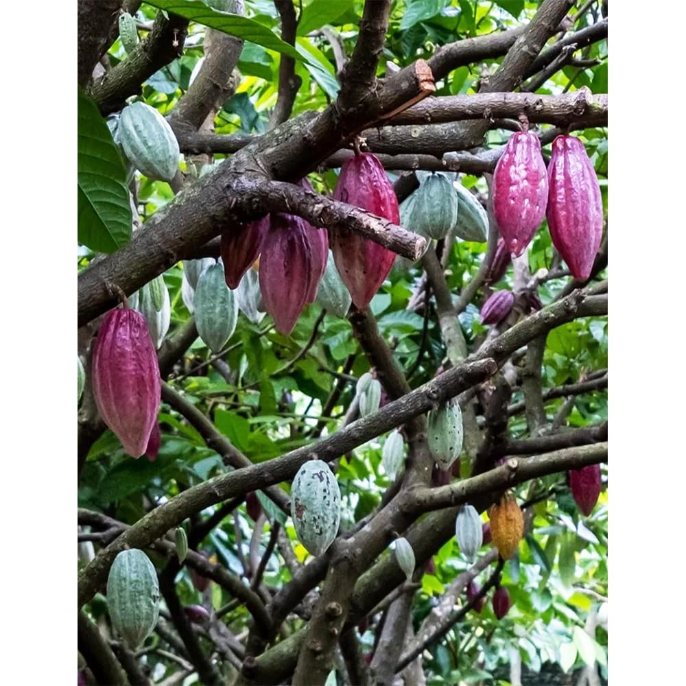 semillas del árbol del cacao, plantas reales, plantas decorativas Maceta de bonsái, de jardín, balcón resistentes Macetas, decoración jardín para exteriores. Semillas árboles, 60pcs