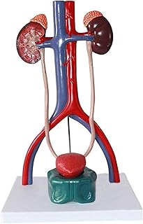 Study Model Educational Model Urinary System Model Genitourinary System Model Medical Anatomical Urinary System Model Human Organ Anatomy Model,Medical Models SaiFei
