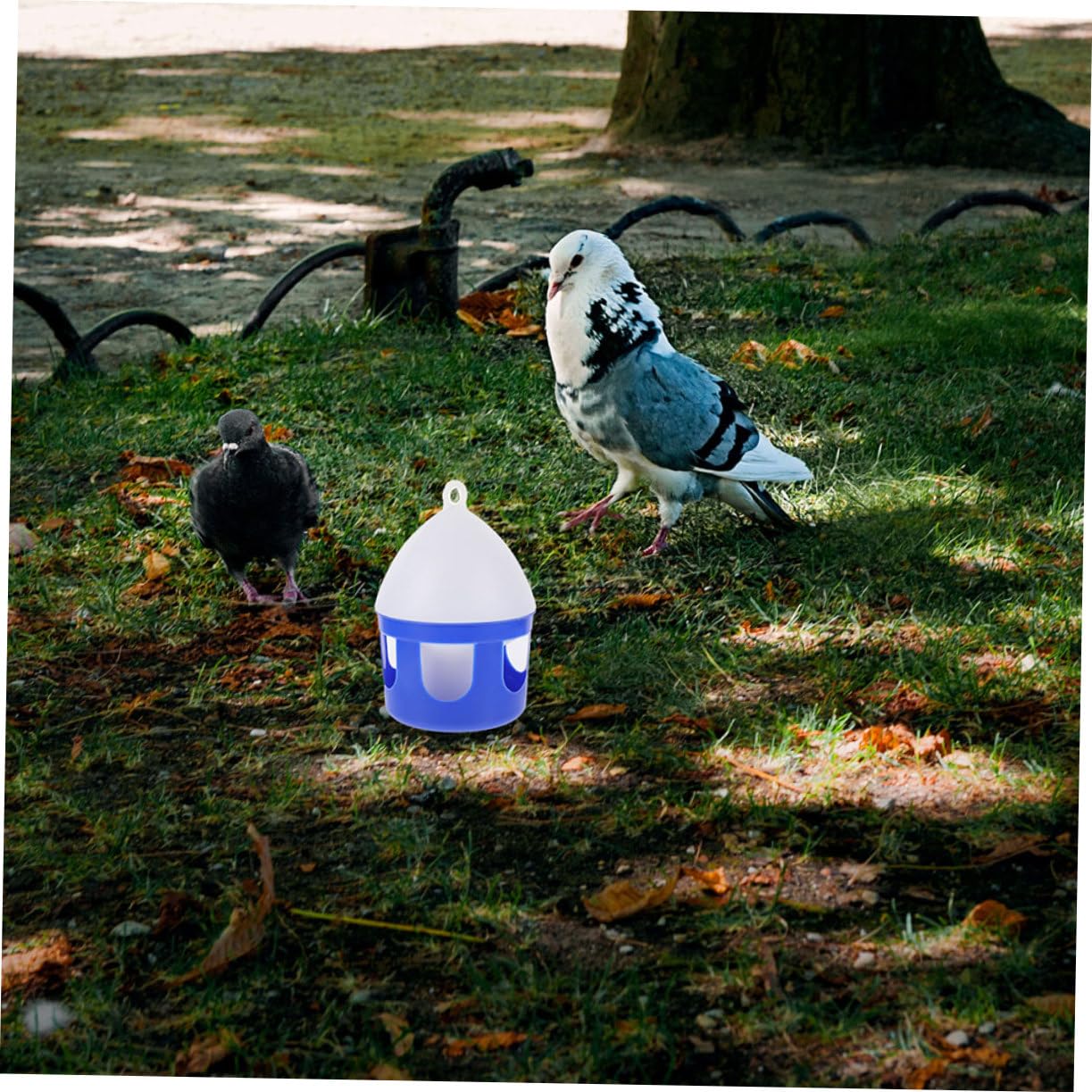 Abreuvoir Portable pour Pigeons 2 Pièces 2l en PVC | Démontable et Réutilisable, Nettoyage Facile, Lot de 2, pour Grive et Oiseau
