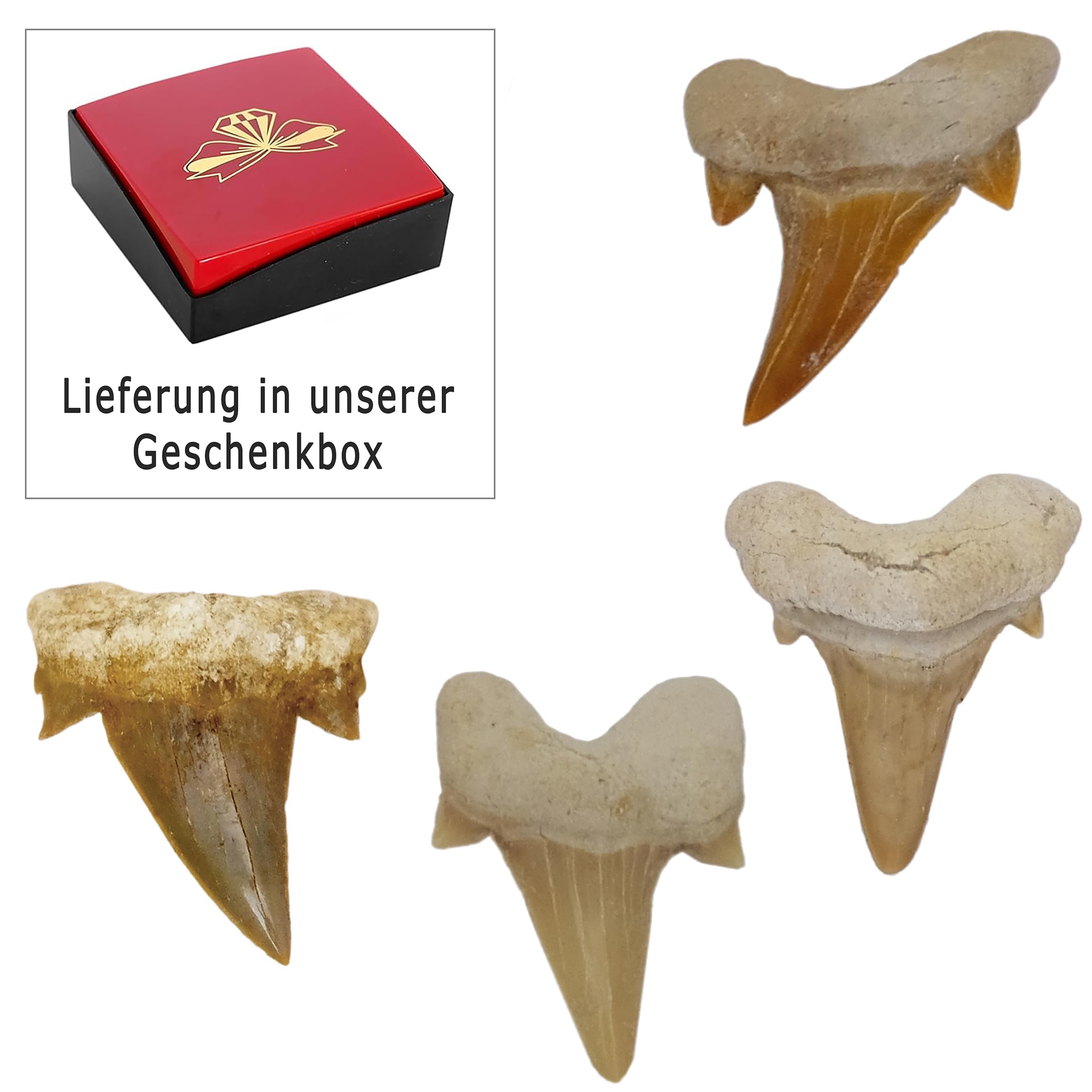 Idea regalo: fossili preistorici fossilizzati: denti di squalo naturali non trattati (set di 4 unità), pietra
