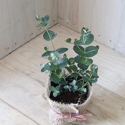 Amazon 可愛い丸葉 ユーカリ グニー シンボルツリー 麻巻きアレンジ 植木 庭木 ガーデニング 花 観葉植物 フラワーギフト オンライン通販