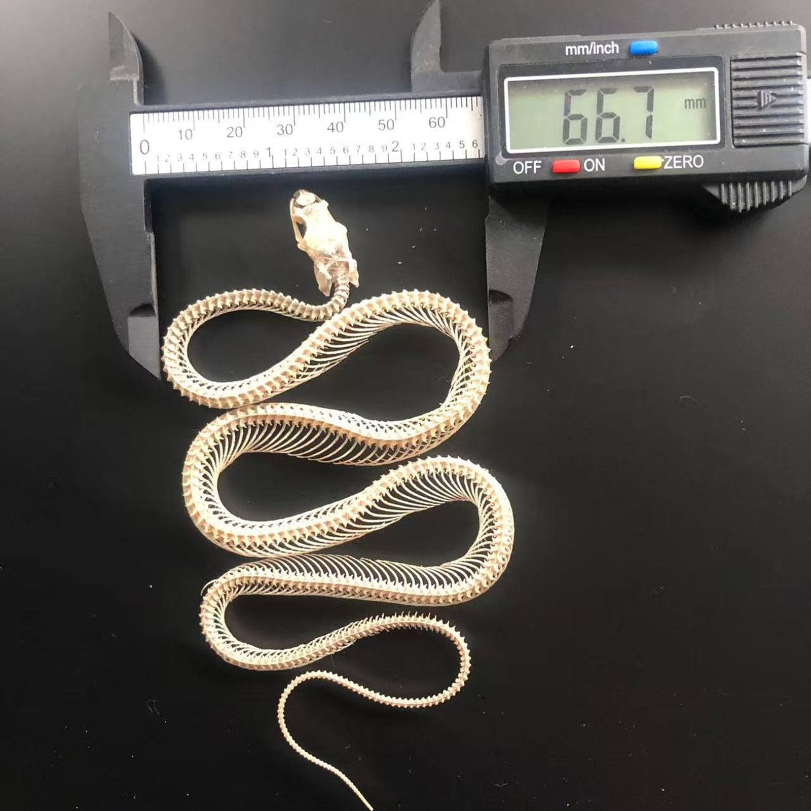 Tassidermia Animali Veri Scheletri di Serpente Teschi, Specimen di Scheletro di Serpente a Corpo Intero, Materiale di Tassidermia per l'Educazione Scientifica, Regalo Speciale