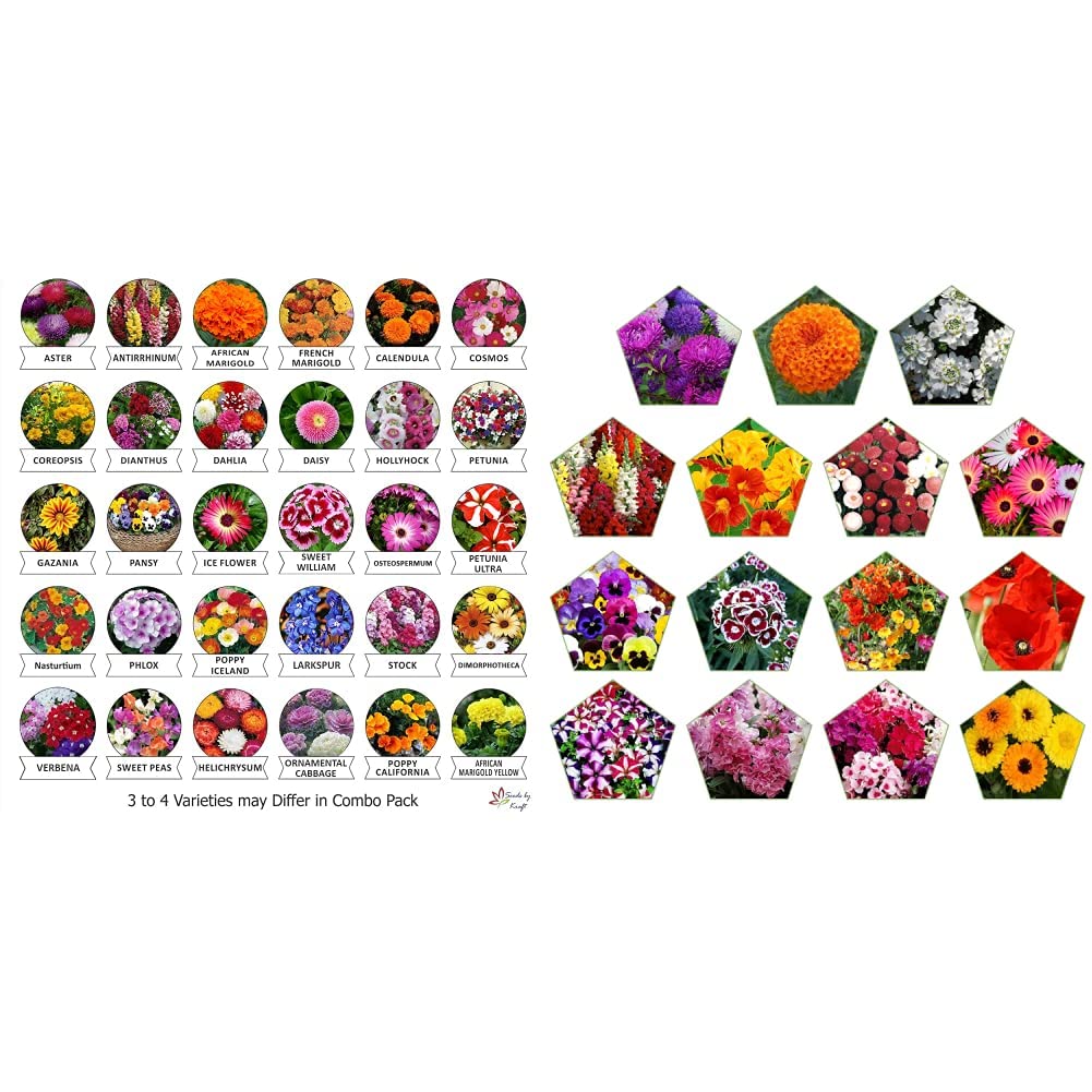 Kraft Seeds Flower Seeds, Heirloom Seed and Beautiful Bloom (Pack of 30